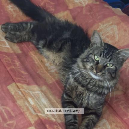 Photo 2/2 Baloo Chat lost in Montauban