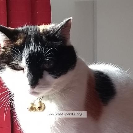 Foto 1/1 Kat teruggevonden Vermist in Ohey