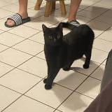 Picture of cat lost at Beaumont St Cyr