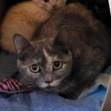 Picture of cat lost at La Batie Rolland