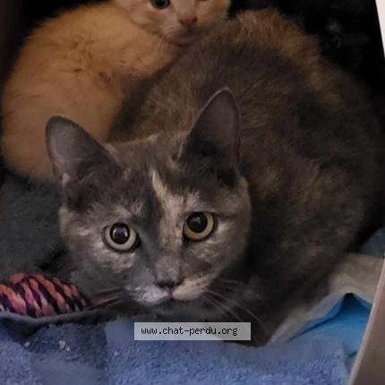 Photo 1/1 Cat reunited Lost in La batie rolland