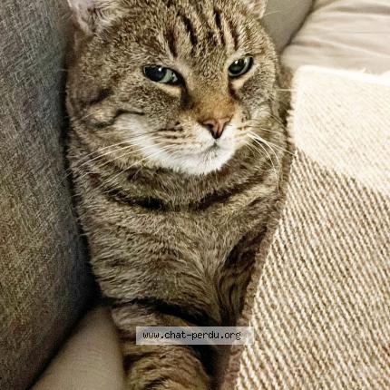 Foto van vermiste kat in Ixelles