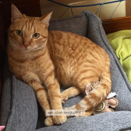 Foto einer verlorenen Katze in Geneve