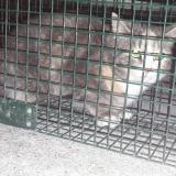 Picture of cat found at Bussy Saint Georges