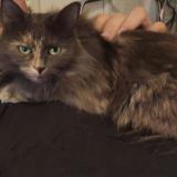 Picture of cat lost at Montpeyroux