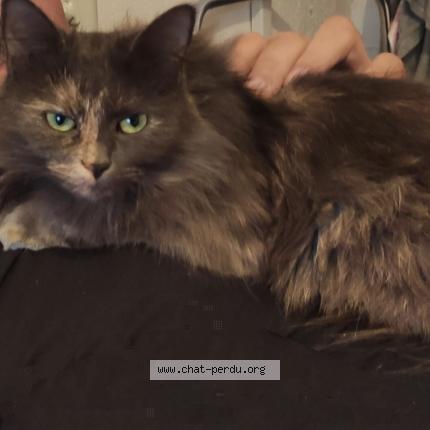 Photo 1/1 ELVIRA Chat lost in Montpeyroux