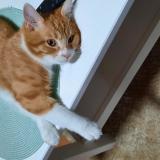 Picture of cat lost at Charleroi