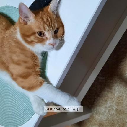 Photo 1/1 ASLAN Chat lost in Charleroi