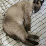 Picture of cat lost at Saint Malo