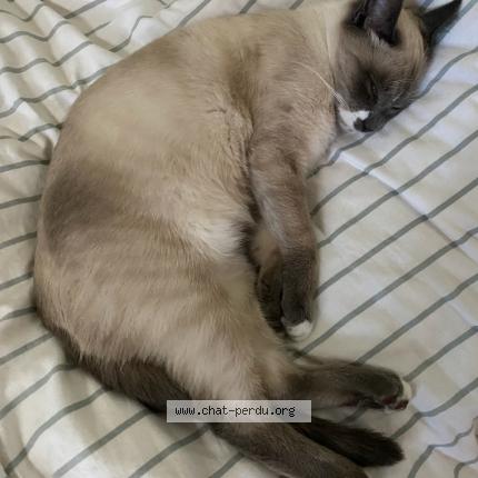 Photo 1/1 TAO Chat lost in Saint malo