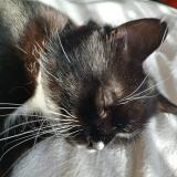 Picture of cat lost at Dunkerque