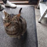 Picture of cat found at La Baule Escoublac