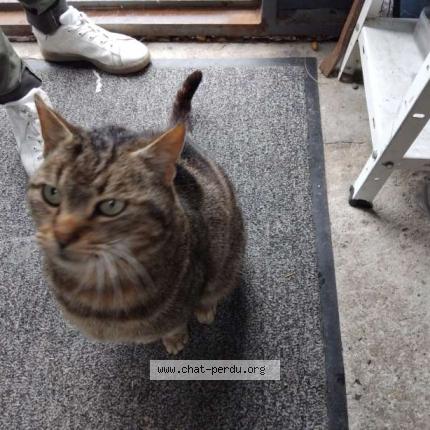 Photo 1/1 Found cat Found in La baule escoublac