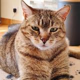 Picture of cat lost at Vouille 79230