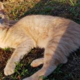 Picture of cat lost at Beaulieu Sous Parthenay