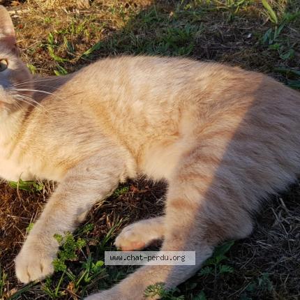 Photo 1/1 Natsu Chat lost in Beaulieu sous parthenay