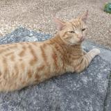 Picture of cat lost at Cult