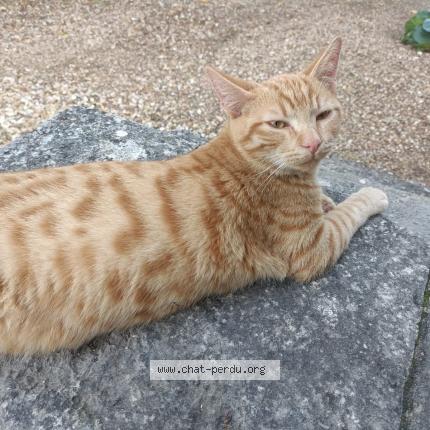 Photo 1/1 Tira Chat lost in Cult