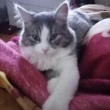 Picture of cat lost at Henin Beaumont