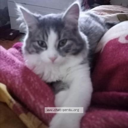 Photo 1/1 Félix Chat lost in Henin beaumont