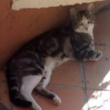 Picture of cat lost at La Ciotat
