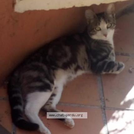 Photo 1/1 Cat reunited Lost in La ciotat