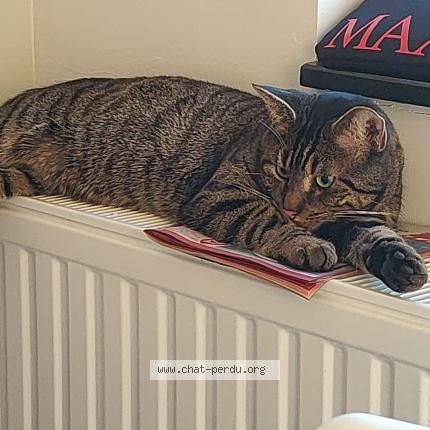Foto van vermiste kat in Bruxelles