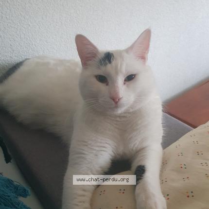 Foto 1/1 Wiedergefundene Katze Verloren in Yverdon Les Bains