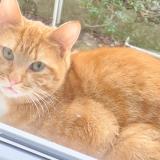 Picture of cat found at Rouen