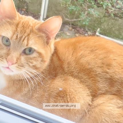 Photo 1/1 Cat reunited Found in Rouen