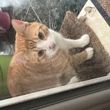 Picture of cat found at Fosses