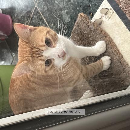 Photo 1/1 Cat reunited Found in Fosses