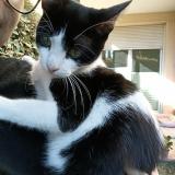 Picture of cat lost at Toulouse