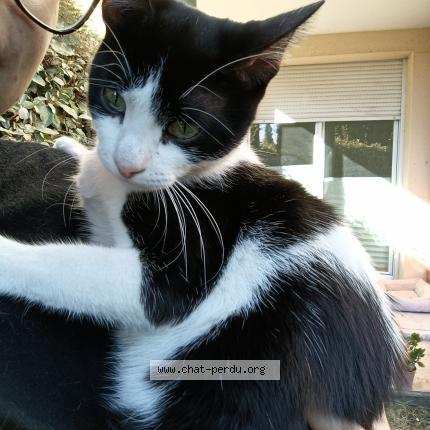 Photo 1/1 Amé Chat lost in Toulouse