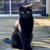 Picture of cat lost at Bruges