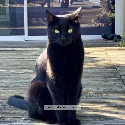 Photo 1/1 SIRIUS Chat lost in Bruges