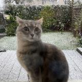 Picture of cat lost at Caen