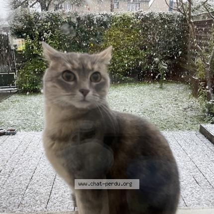 Photo 1/1 MU Aime You Chat lost in Caen