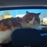 Picture of cat lost at Bayonne