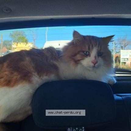 Photo 1/2 Cat reunited Lost in Bayonne