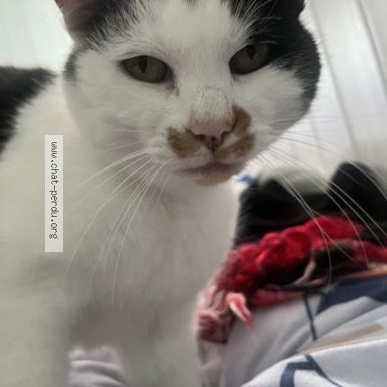 Photo 1/1 Izi Chat lost in La bernerie en retz