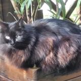 Picture of cat lost at Sainte Helene Sur Isere