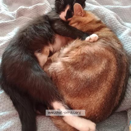 Photo 1/3 TZARINETTE OU PIPINE Chat lost in Allaire