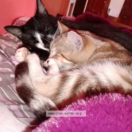 Photo 2/3 TZARINETTE OU PIPINE Chat lost in Allaire