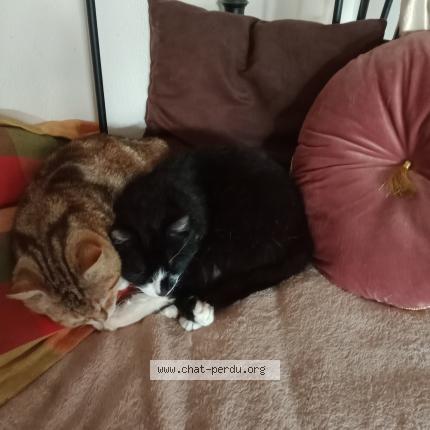 Photo 3/3 TZARINETTE OU PIPINE Chat lost in Allaire