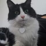 Picture of cat lost at Marseille