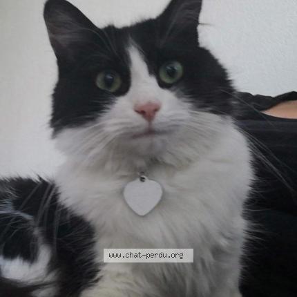 Photo 1/1 CAPS Chat lost in Marseille