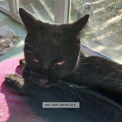 Photo 2/2 Found cat Found in Bajamont