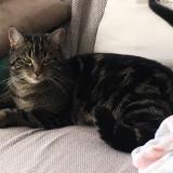 Picture of cat lost at La Chapelle Moutils