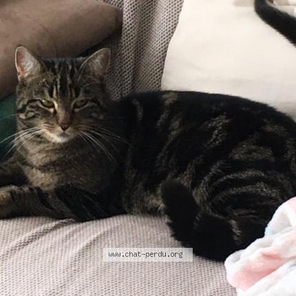 Photo 1/1 Chouquette Chat lost in La chapelle moutils